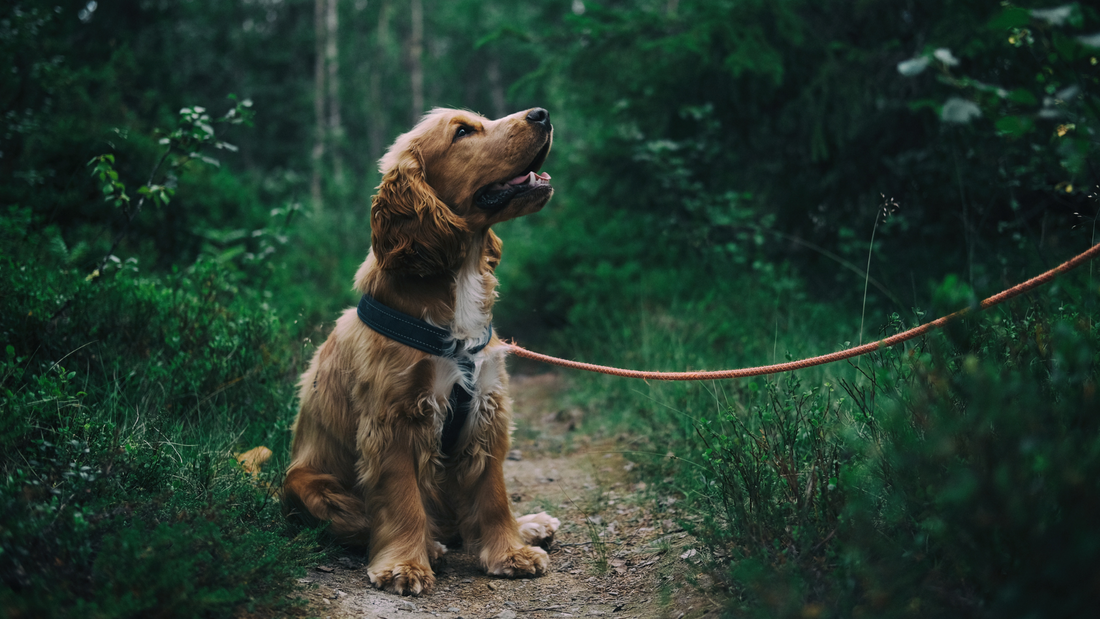 The Green Path to a Happier, Healthier Pup: Pure Paws' Guide to Eco-Friendly Pet Parenting