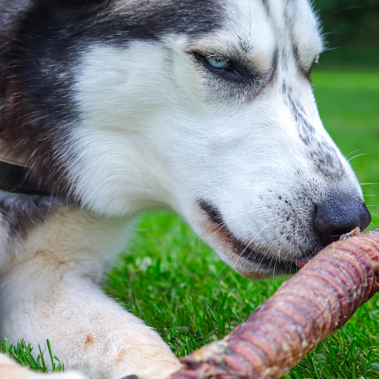 Whole Beef Trachea